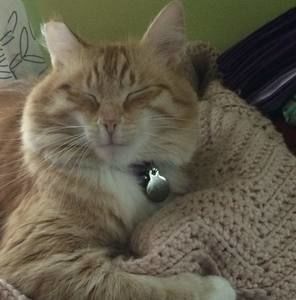 Meet your Posher, Lizzy